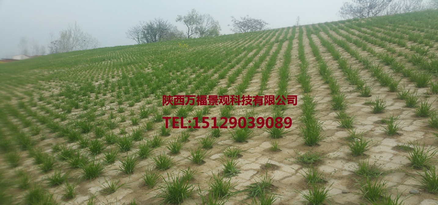 聯(lián)心式生態(tài)護坡